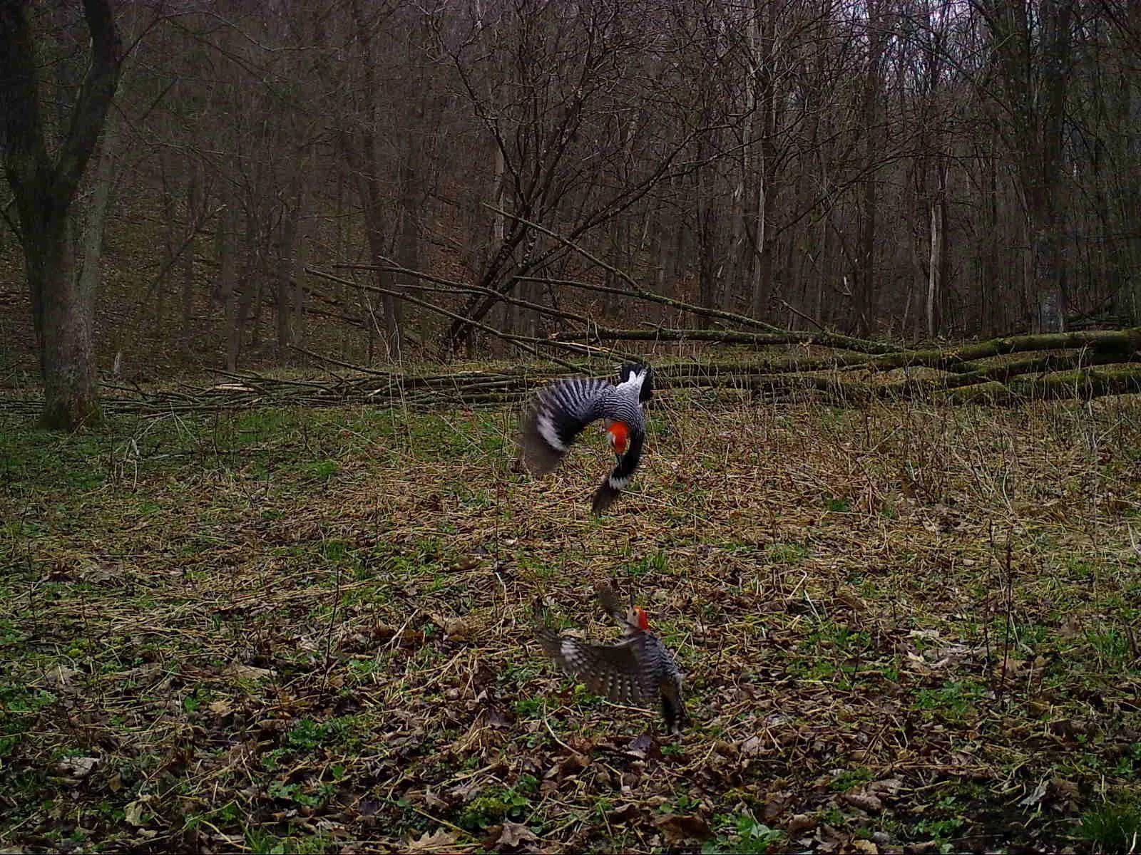 Richland_Woodpeckers_Red-bellied_SSWI000000017325842A.jpg
